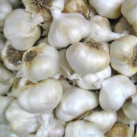 Fresh Garlic from Germany supplied by Bauernhof Oderaue GbR - Fresh (=Chilled) Fresh Garlic
