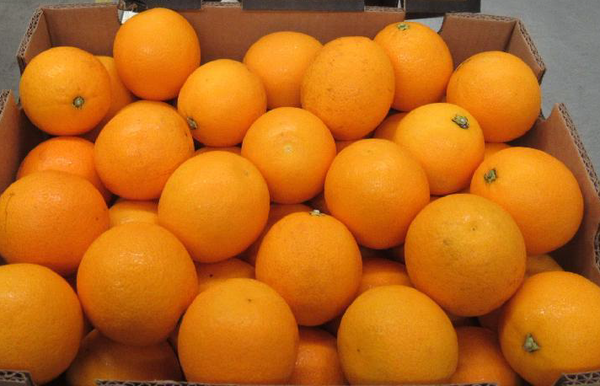 Fresh Orange from 이스라엘 supplied by FFC Fresh Fruit Company GmbH - Valencia - Late Valencia (=Valencia Late) 신선 오렌지