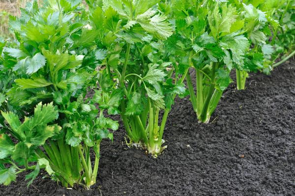 Celery from 미국 supplied by Mineral King Produce LLC - Green 신선 셀러리