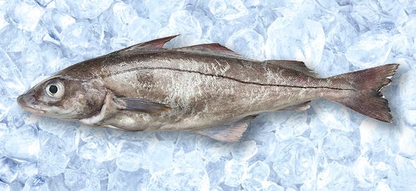 Frozen Haddock from 독일 supplied by Sewe Frost GmbH - Unspecified 냉동 해덕