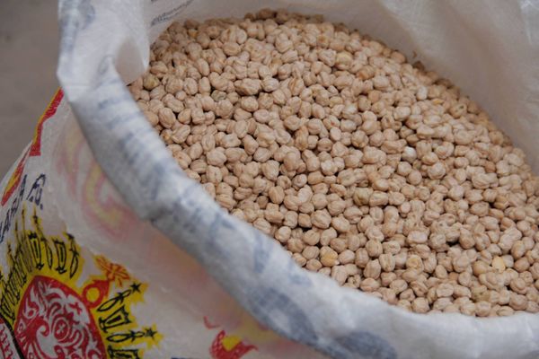 Mexican Chickpea from Mexico supplied by Granos La Macarena - Kabuli Dried Chickpea