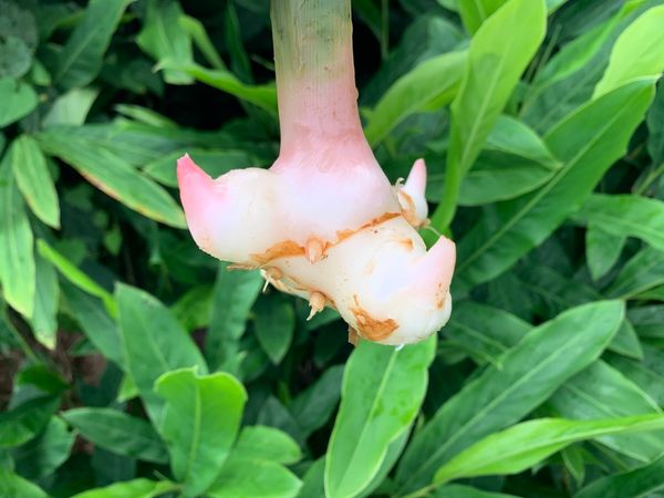 Organic Galangal from 미국 supplied by KAUAI ORGANIC FARMS, INC. - Excellent Quality 갈랑갈