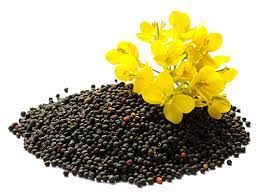 Rapeseed from 체코 supplied by AGRA Destna - As per customer's request 카놀라 씨 및 유채 씨
