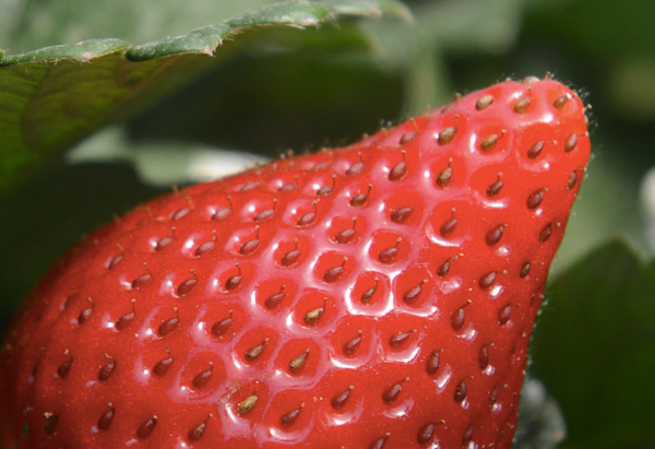 Fresh Strawberry from 스페인 supplied by SCA Frutos del Condado - Punnet 신선 딸기