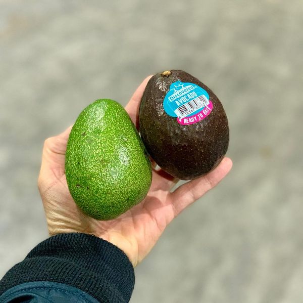 Avcoado from 독일 supplied by T. Meissner Frucht-Handels-Gesellschaft mbH - Whole 신선 아보카도