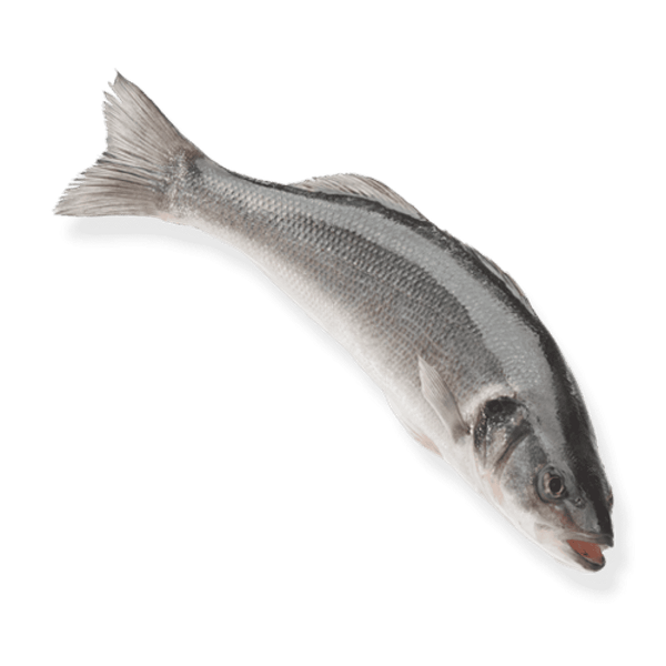 Sea bass ‘Loup de Mer’ from 튀르키예 supplied by Isola Fish - Gutted (=Drawn) 냉동 농어