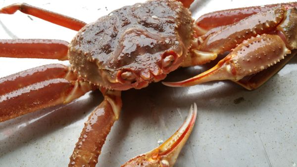 Frozen Snow Crab from 노르웨이 supplied by Ocean Venture AS - Snow Crab - Alaska Snow crab (=Chionoecetes opilio=Opilio=Opies) 냉동 게