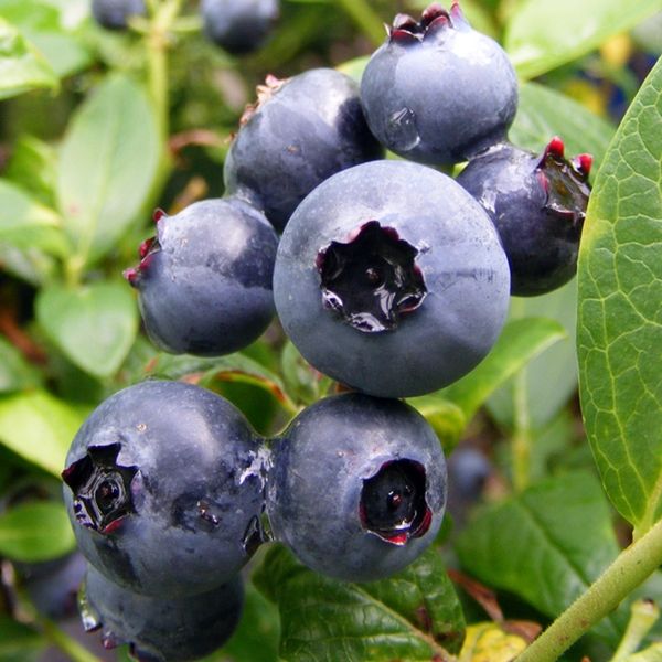 Blueberry - Duke from 우크라이나 supplied by BlueBerry LLC - 진한 파란색 신선 블루베리