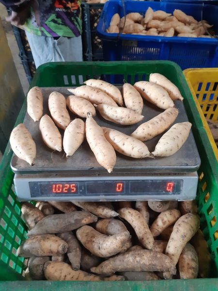 honey sweet potato from 인도네시아 supplied by CV Hiro Sukses International - Yellow Flesh - Hannah (=Yellow Hannah=Sweet Hannah) 고구마