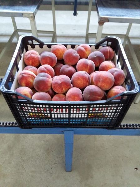 Fresh Peaches from 그리스 supplied by Amaltheia Yada P.C. - Yellow Flesh 신선 복숭아