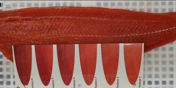 Salmon from United States supplied by North Star Cold Storage - Fillet Salmon