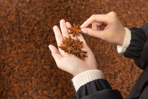 Vietnam Star Anise Autumn Harvest from Vietnam supplied by K Agriculture - Autumn Star Anise Star Anise
