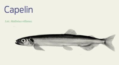 Frozen Capelin from Norway supplied by PELAGIA AS - Whole (=In The Round) Frozen Capelin