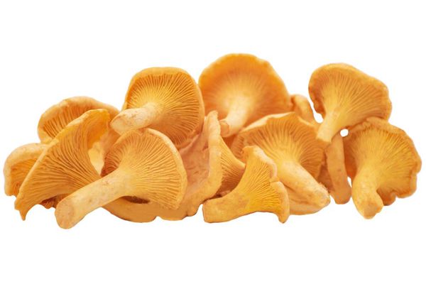 Chanterelle Mushroom from Germany supplied by Walhalla Delikatessen GmbH - Yellow Chanterelle Mushroom
