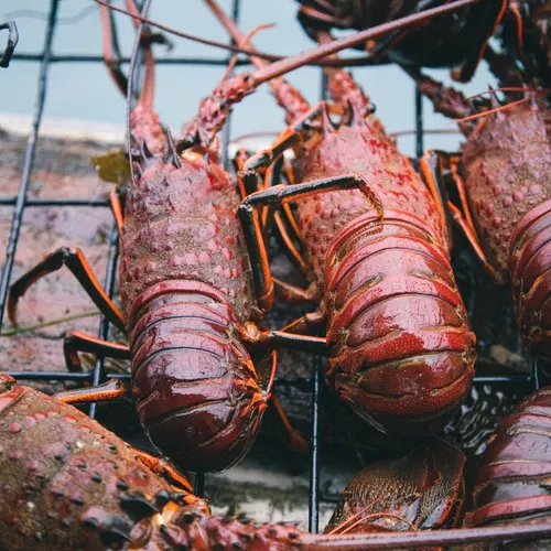 California Spiny Lobster from United States supplied by Saraspe Seafoods - California Spiny Lobster (=Panulirus interruptus) Fresh Common Lobster