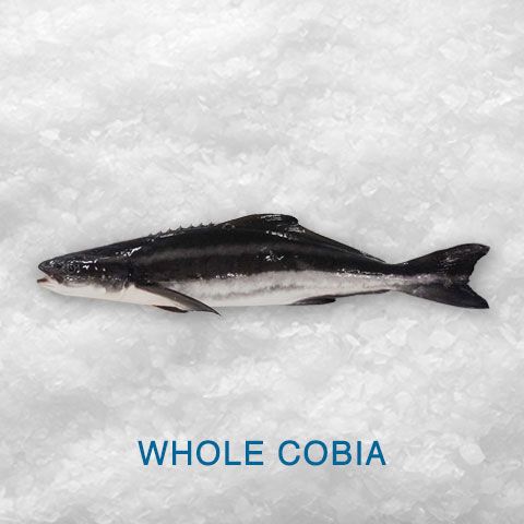 Fresh Cobia from Ecuador supplied by Oceanfish S.A. - With Bone Frozen Cobia