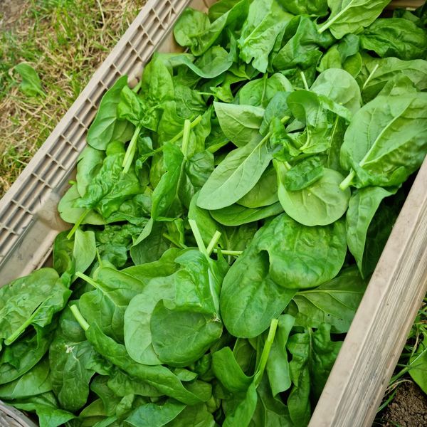 Fresh Spinach from Germany supplied by Organic Farm Liane Scharf - Green Fresh Spinach