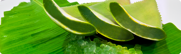 Aloe Vera from Thailand supplied by The Prachuab Fruit Canning Co., Ltd. - Fresh (=Chilled) Aloe Vera
