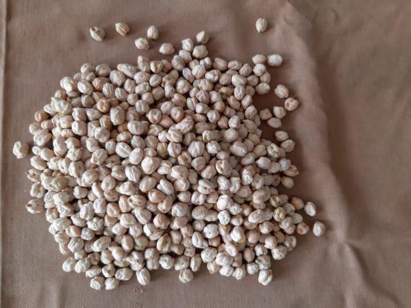chick peas from 인도 supplied by Credence Agri Commodities Solutions Pvt. Ltd. - Raw (=Natural) 기타 콩류