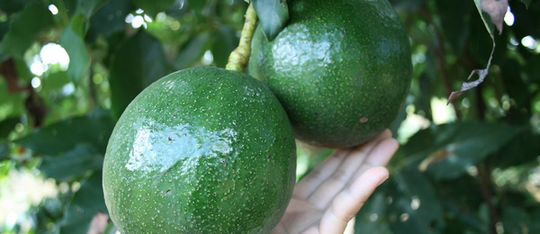 Avocado from Myanmar [Burma] supplied by Agro Deco Limited - Darkskin Fresh Avocado