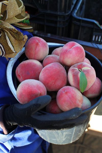 Peach from 남아프리카공화국 supplied by United Exports - ZA - Starpeach 2 신선 복숭아
