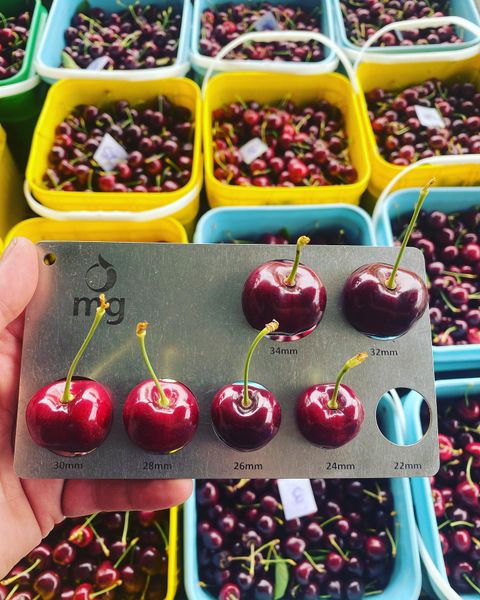 Cherry from 남아프리카공화국 supplied by Strode Road Orchard Limited - Fresh (=Chilled) 신선 체리