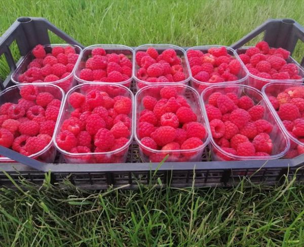 Raspberry from 세르비아 supplied by Agro Bel System d.o.o. - Red 신선 라즈베리