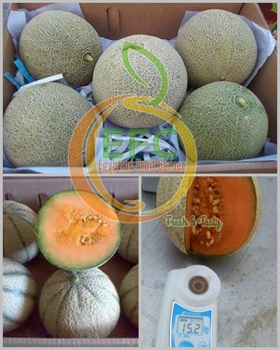 Melon from Egypt supplied by Egy Fruit Corner - 5, 7, 9 Pieces per Carton. Fresh Melon (Muskmelon)