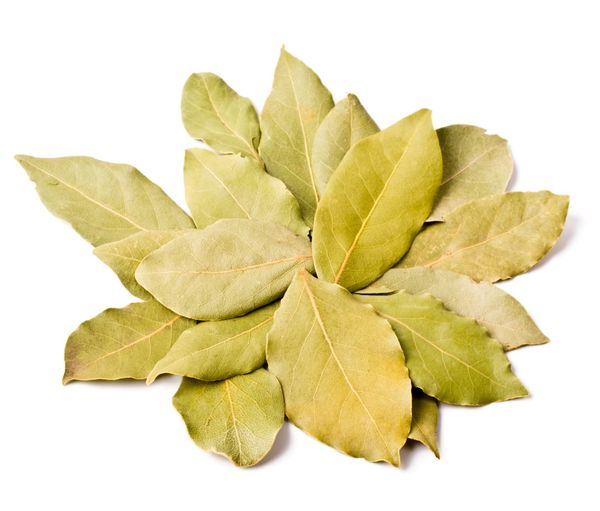 Dried Bay Leaves from 인도 supplied by Gryphonyx Tradelink - Leaf 월계수 잎