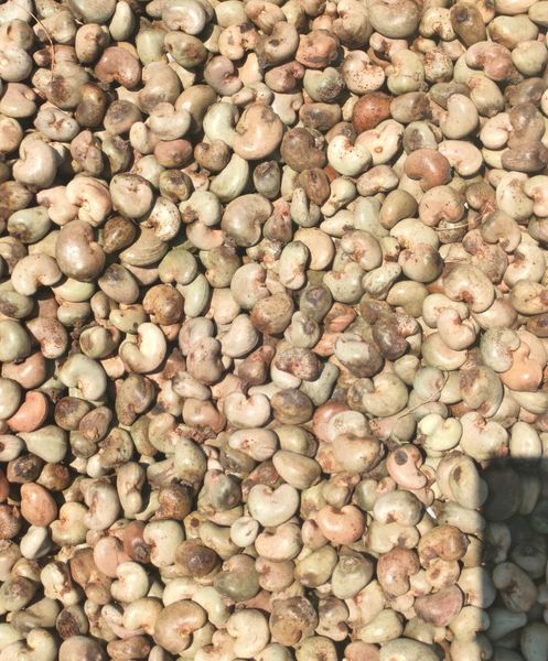 Raw cashew nut from 인도네시아 supplied by Indo Bumi Lavanaa - Sun Dried 캐슈너트 알맹이