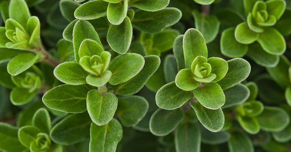 Marjoram from Egypt supplied by Altayeb Company - Dried Herbal Tea
