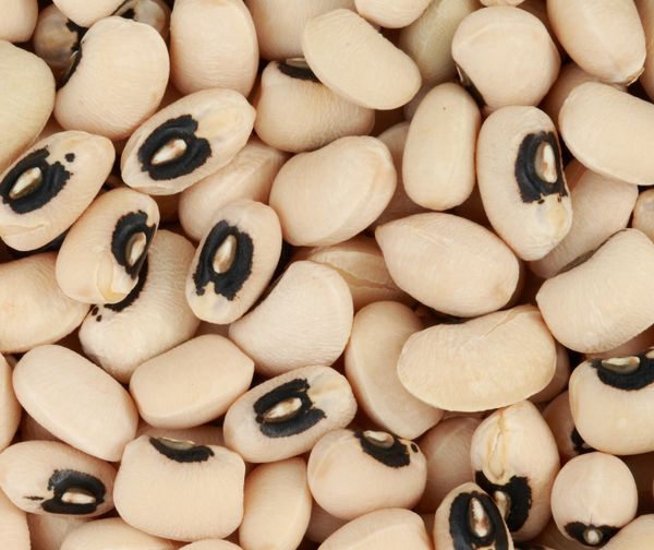 Black Eye Bean from 미얀마 [버마] supplied by R.K Brothers Limited - As per customer's request 말린 동부