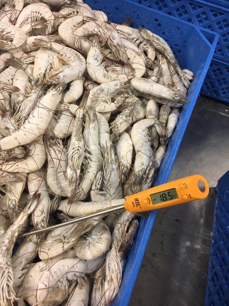 White Vannamei Shrimp from 인도 supplied by Abad Fisheries Private Ltd. - Vannamei Shrimp (=Whiteleg Shrimp=Litopenaeus vannamei=Pacific White Shrimp=King Prawn=Penaeus vannamei) 신선 새우