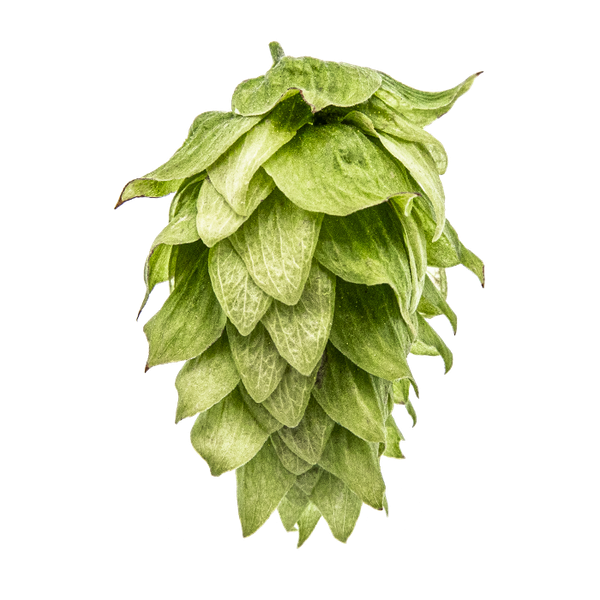 Chinook Hop from 미국 supplied by YAKIMA CHIEF HOPS - Dual Purpose Varieties - Chinook 홉