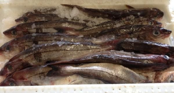 Fresh Haddock from United Kingdom supplied by Colin Fraser Ltd - Gutted (=Drawn) Frozen Haddock
