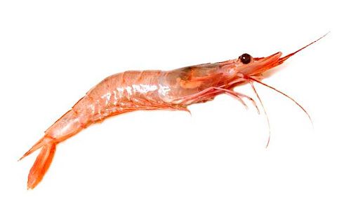 Shrimp from 스페인 supplied by Pescados Lorca SL - Shell On (=Unpeeled) 냉동 새우