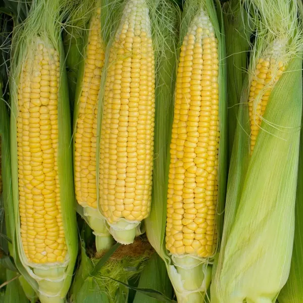 Corn Seeds from United States supplied by Eden Brothers - Whole Maize (Corn) Seed