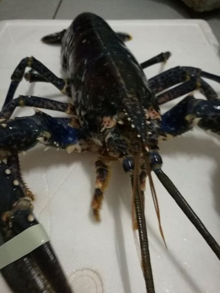 Lobster from 그리스 supplied by Arapis Live Seafood - Fresh (=Chilled=Raw) 신선 랍스터