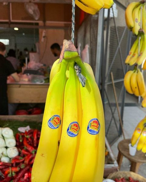 Fresh Banana from Ecuador supplied by SENTILVER - Yellow Fresh Banana