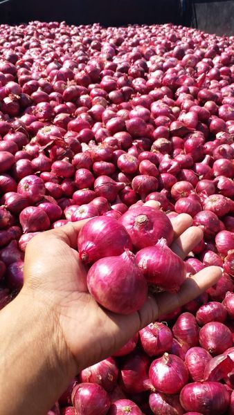 onion from India supplied by KAMDHENU AGRI INDUSTRIES - Size: >70 mm Fresh Onion