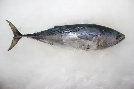 Tuna from United Arab Emirates supplied by European Seafood - Blocks Tuna