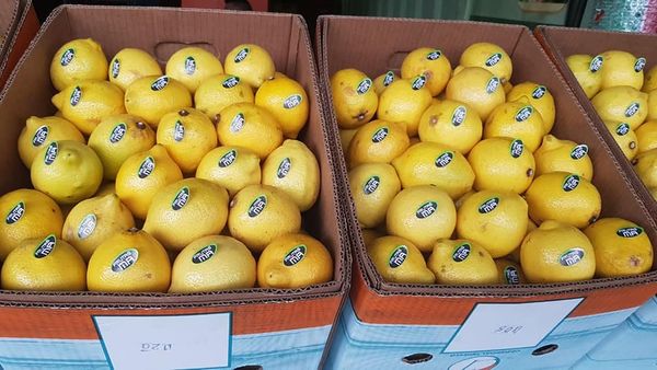Lemon from Brazil supplied by Frutasma - Carton Box (=Cardboard Box) Fresh Lemon