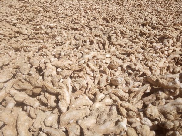 Dry Ginger (Zingiber officinale) from 인도 supplied by GREENLAND FRESCO - Whole 혼합 향신료 상품