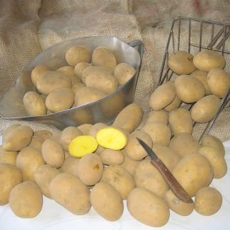 Potato from 독일 supplied by Reuter & Heka GmbH - 갈색 신선 일반 감자