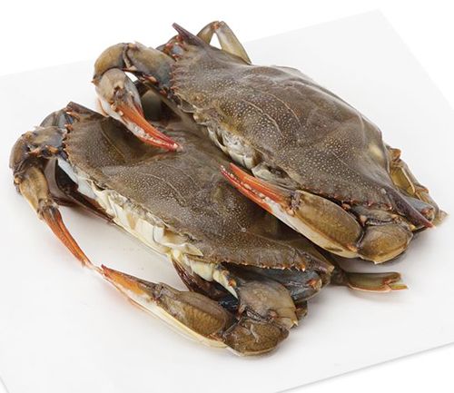 Crab from 방글라데시 supplied by Sea Source foods International - Wild Caught 냉동 게