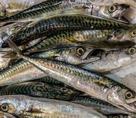 mackerel from 노르웨이 supplied by Maloy Seafood AS - Frozen 냉동 고등어
