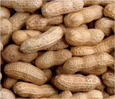 Shelled Peanut from 이스라엘 supplied by Nir Agricultural Works, Ltd. - Shelled (=Kernel) 땅콩 알맹이