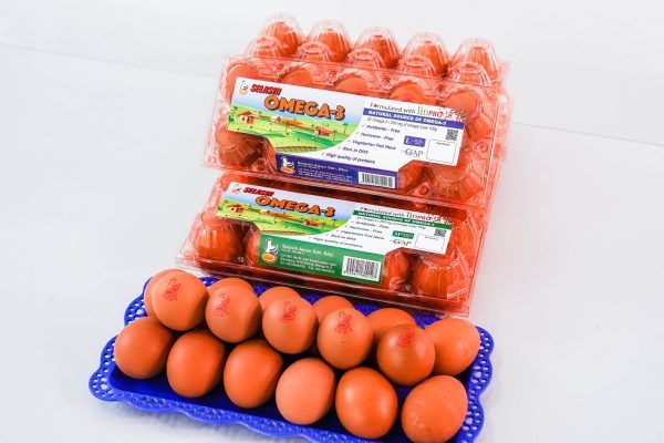 Chicken Egg from 말레이시아 supplied by Selasih Aman Sdn Bhd - In Shell 달걀