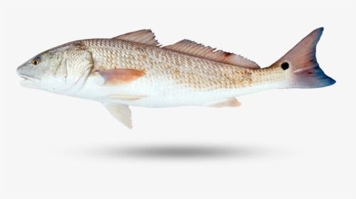 Fresh Redfish from Iceland supplied by G.RUN - Golden Redfish (=Sebastes norvegicus) Frozen Redfish