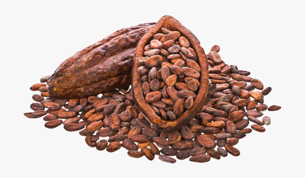 Cocoa Bean from 말레이시아 supplied by LNH Networks Sdn Bhd - Raw (=Natural) 코코아콩